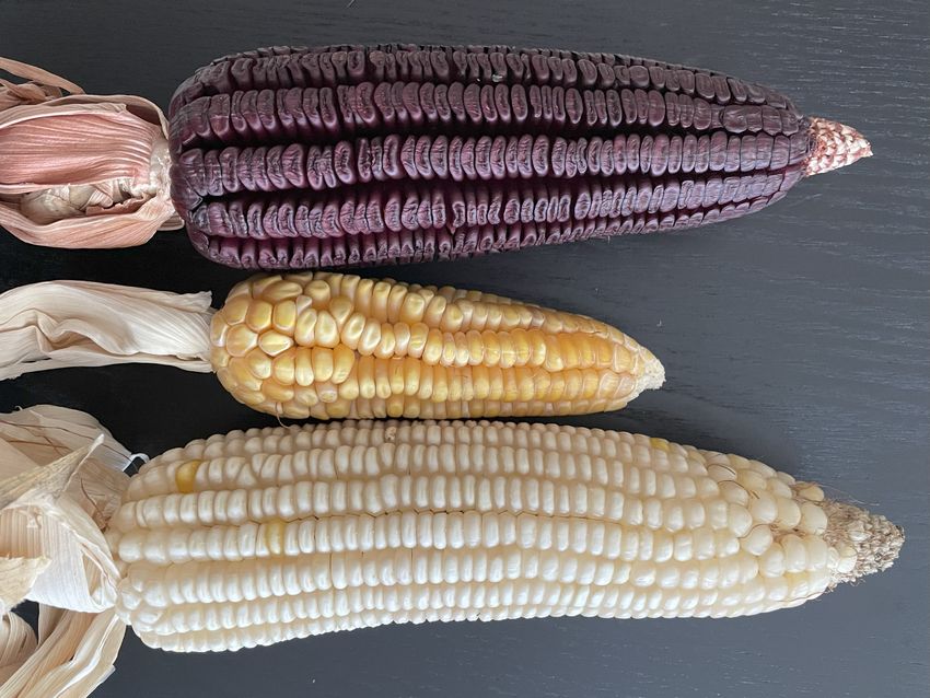 Three corn cobs arranged horizontally: a purple cob at the top, a smaller yellow cob in the middle, and a white cob at the bottom. Three corn cobs arranged horizontally: a purple cob at the top, a smaller yellow cob in the middle, and a white cob at the bottom.