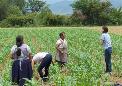 In a cornfield with mountains in the background and a blue sky with clouds, four people are visible: two female farmers, one person bending down, and another talking to one of the female farmers.