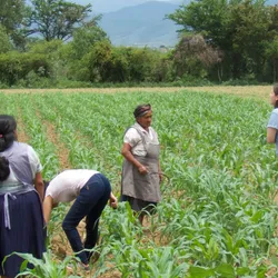 In a cornfield with mountains in the background and a blue sky with clouds, four people are visible: two female farmers, one person bending down, and another talking to one of the female farmers.
