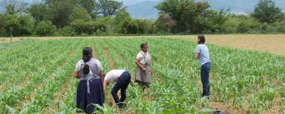In a cornfield with mountains in the background and a blue sky with clouds, four people are visible: two female farmers, one person bending down, and another talking to one of the female farmers.