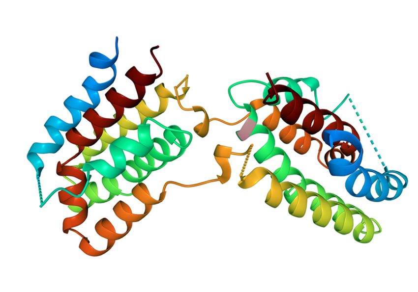 A rendering of the protein structure of human interleukin 10. A rendering of the protein structure of human interleukin 10.