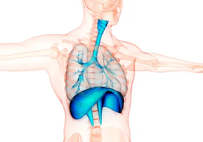 Image showing the interior anatomy of a human, highlighting the respiratory system in blue
