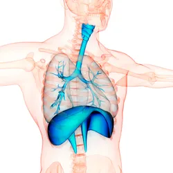 Image showing the interior anatomy of a human, highlighting the respiratory system in blue