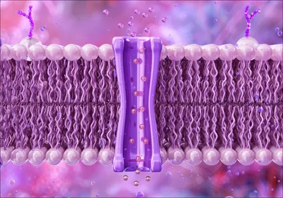 The lipid bilayer with embedded transmembrane channel proteins and glycoproteins.