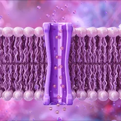 The lipid bilayer with embedded transmembrane channel proteins and glycoproteins.