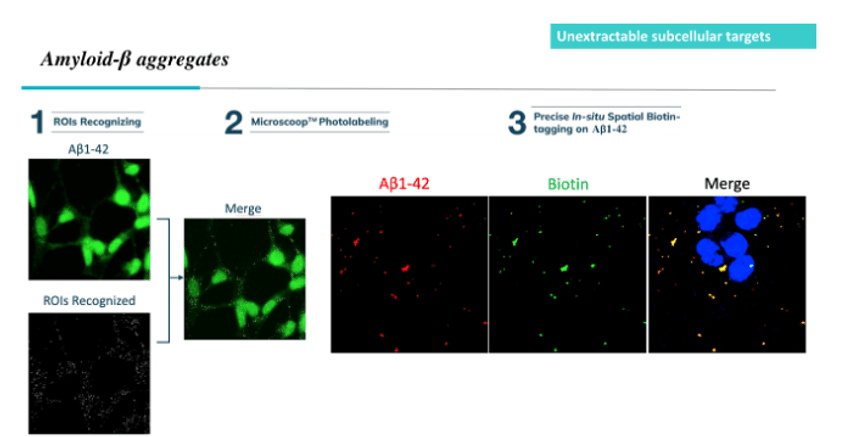 Microscoop’s image recognition and photolabeling enabled precise biotinylation of amyloid-beta peptide, overexpressed in a neuronal cell line to induce aggregate formation Microscoop’s image recognition and photolabeling enabled precise biotinylation of amyloid-beta peptide, overexpressed in a neuronal cell line to induce aggregate formation