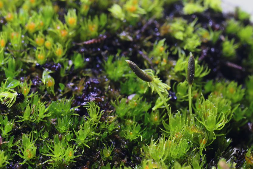 A close-up photograph of bright green tufts of moss, with two elongated spore capsules. A close-up photograph of bright green tufts of moss, with two elongated spore capsules.