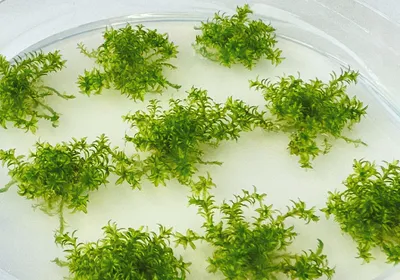 Green clusters of moss on a petri dish against a white background.