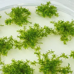 Green clusters of moss on a petri dish against a white background. Green clusters of moss on a petri dish against a white background.