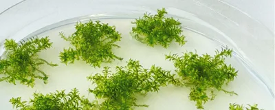 Green clusters of moss on a petri dish against a white background.