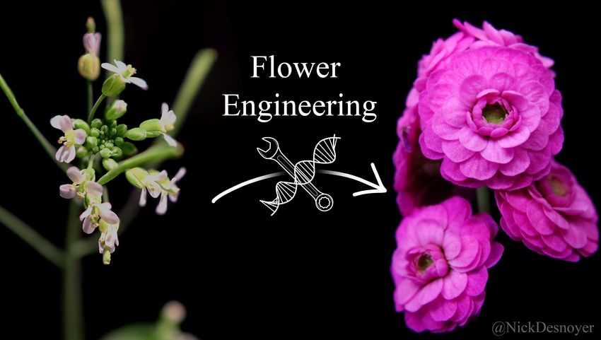 Image of Arabidopsis thaliana with white petals (left) with the text of “flower engineering” in the center that leads a pink Arabidopsis rose, which contains whorls of petals.