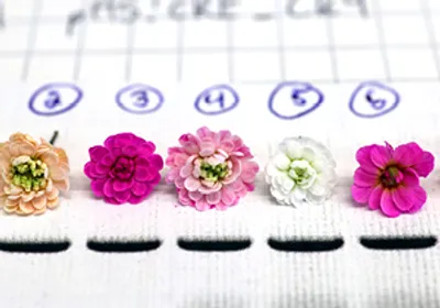 Image of seven Arabidopsis mini roses lined up. The flowers range from white to champagne and varying shades of pink.