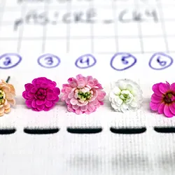 Image of seven Arabidopsis mini roses lined up. The flowers range from white to champagne and varying shades of pink.