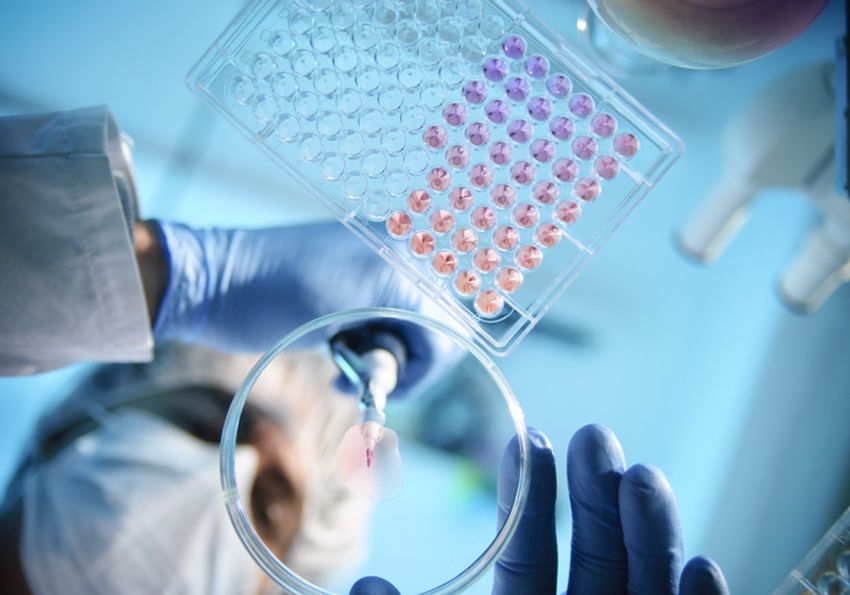 A scientist uses a pipette to drop a solution onto a petri dish.
