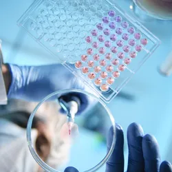 A scientist uses a pipette to drop a solution onto a petri dish.