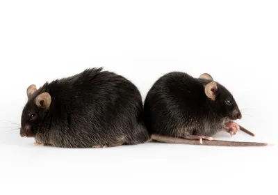 An obese mouse on the left compared with normal control on right.
