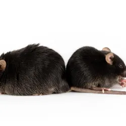 An obese mouse on the left compared with normal control on right. An obese mouse on the left compared with normal control on right.
