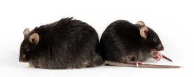 An obese mouse on the left compared with normal control on right