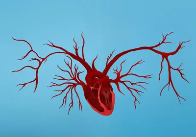 An illustration showing a heart with blood vessel sprouting out of it. 