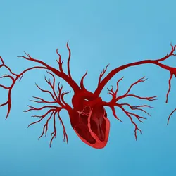 An illustration showing a heart with blood vessel sprouting out of it. 