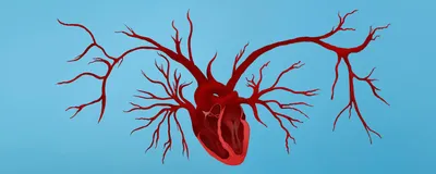 An illustration showing a heart with blood vessel sprouting out of it. 