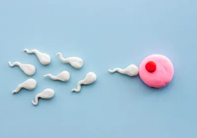 A pink circle with a red dot in the center made of clay, representing an egg. Several sperm-shaped figures are swimming toward the egg from the left side. The background is a uniform light blue. 