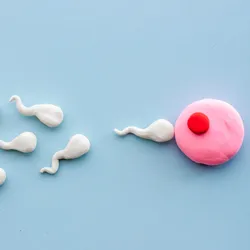 A pink circle with a red dot in the center made of clay, representing an egg. Several sperm-shaped figures are swimming toward the egg from the left side. The background is a uniform light blue. 
