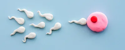 A pink circle with a red dot in the center made of clay, representing an egg. Several sperm-shaped figures are swimming toward the egg from the left side. The background is a uniform light blue. 