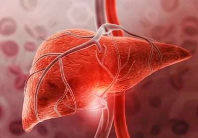 A liver, supplied with blood vessels, glows red on a background filled with red blood cells. A liver, supplied with blood vessels, glows red on a background filled with red blood cells.