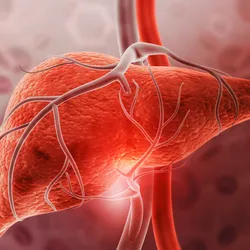 A liver, supplied with blood vessels, glows red on a background filled with red blood cells.