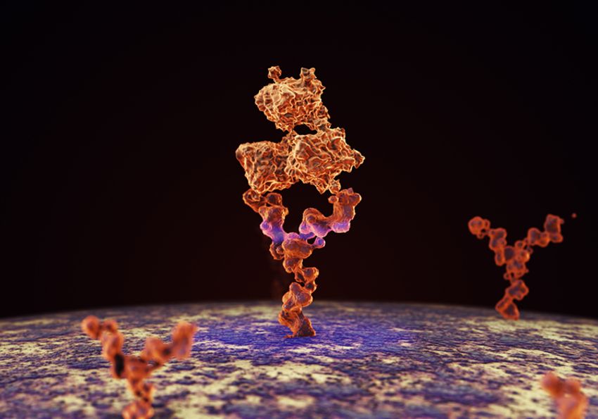 An antibody binding to a receptor on a cell An antibody binding to a receptor on a cell