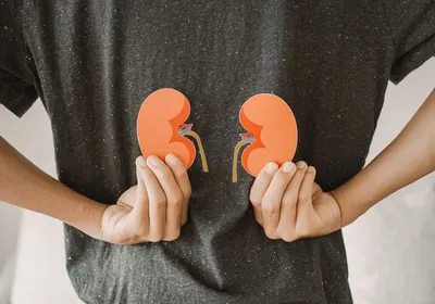 A hand holding a paper cut-out of the kidneys