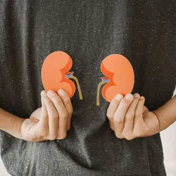 A hand holding a paper cut-out of the kidneys