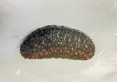 Sea cucumber against a white background.