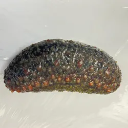 Sea cucumber against a white background.