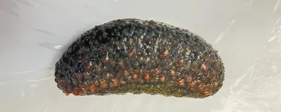 Sea cucumber against a white background.