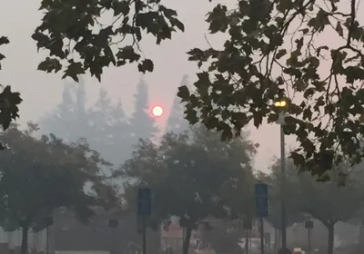 Photo of a suburban scene, with the sun rising in a smoky sky and trees in the foreground.
