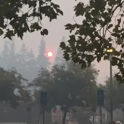 Photo of a suburban scene, with the sun rising in a smoky sky and trees in the foreground.