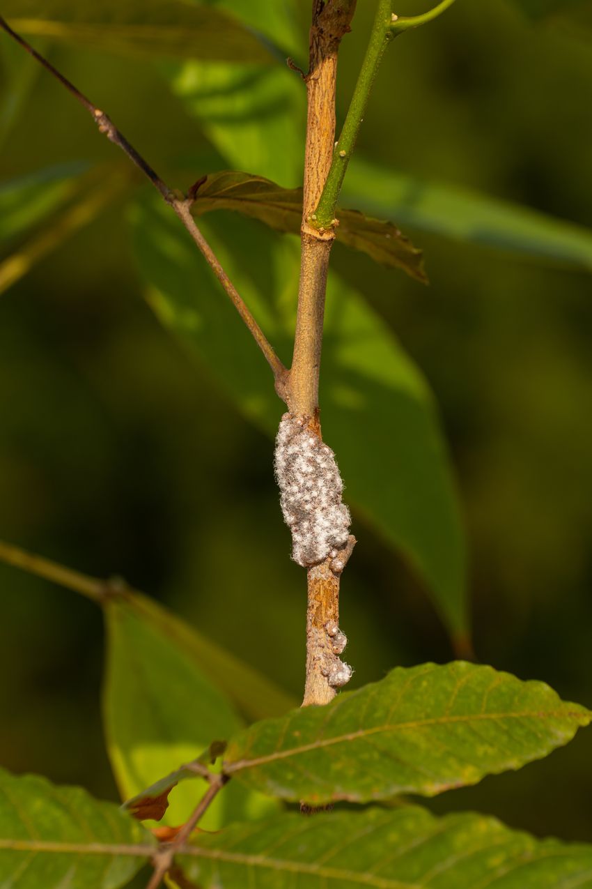 A bunch of reddish insects covered in white material attached to the branch of a green plant. A bunch of reddish insects covered in white material attached to the branch of a green plant.