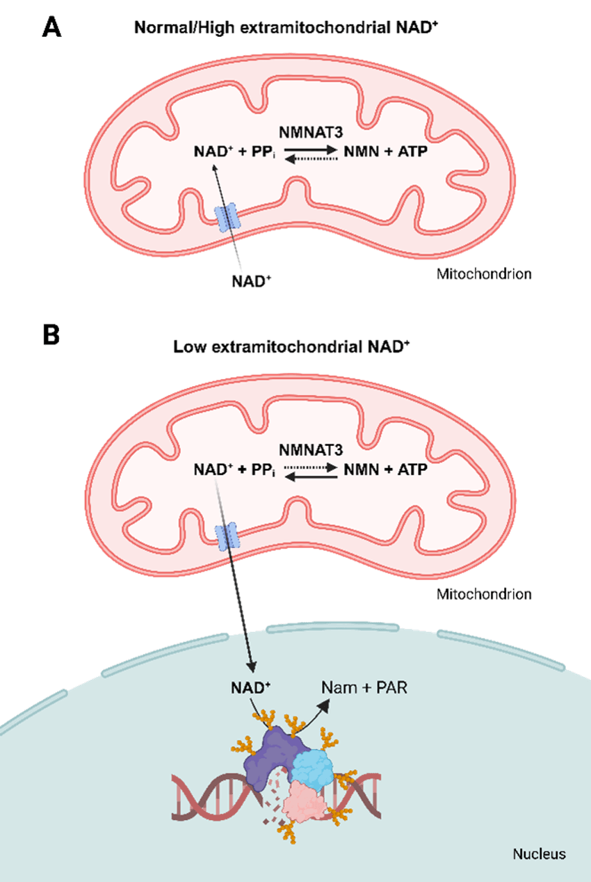 A) Scheme showing a mitochondrion importing NAD+ and the enzymatic reaction of NMNAT3, which generates NAD+ equivalents, in normal conditions with high extramitochondrial NAD+ levels. B) Scheme showing a mitochondrion exporting NAD+ to the nucleus when extramitochondrial NAD+ levels are low.