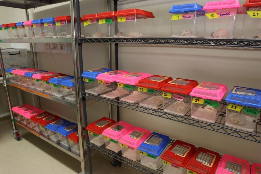 Rows of small plastic tanks with colorful lids on a lab shelf, containing captive-bred southern corroboree frogs. Rows of small plastic tanks with colorful lids on a lab shelf, containing captive-bred southern corroboree frogs.