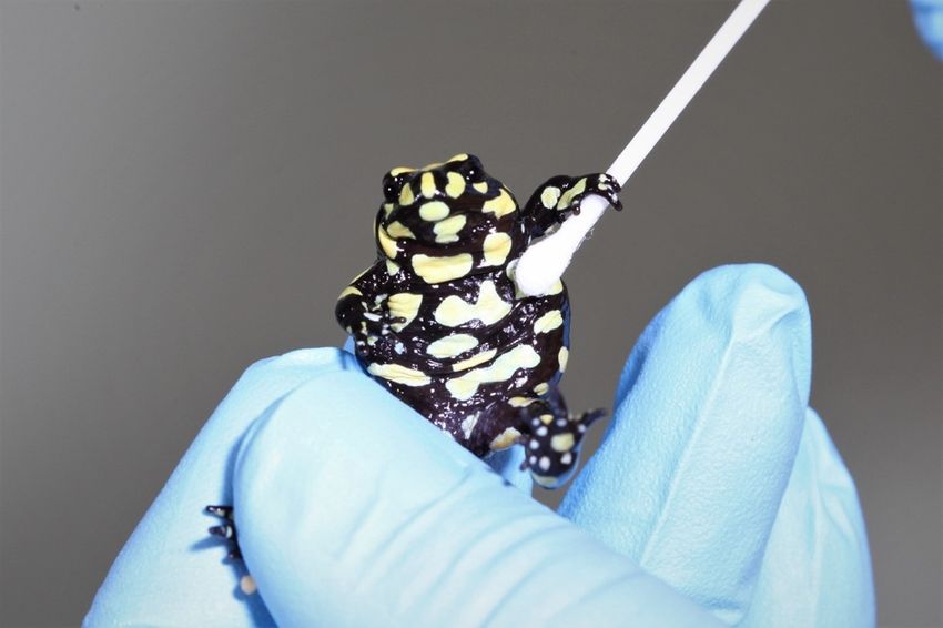 A Southern corroboree frog is being held by a blue-gloved hand, having its abdomen swabbed by a cotton tip. A Southern corroboree frog is being held by a blue-gloved hand, having its abdomen swabbed by a cotton tip.