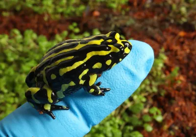 A mottled black-and-yellow Southern corroboree frog sits on the tip of a blue-gloved finger in front of a mossy background.