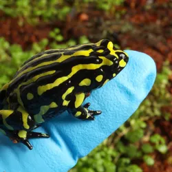 A mottled black-and-yellow Southern corroboree frog sits on the tip of a blue-gloved finger in front of a mossy background.