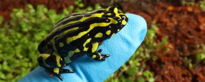 A mottled black-and-yellow Southern corroboree frog sits on the tip of a blue-gloved finger in front of a mossy background.