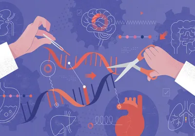 Illustration depicting DNA genetic engineering, purple background with white drawings of internal organs like liver, lung, kidney, brain, intestine, stomach and a red heart featuring two orange DNA helices being cut by labcoat-covered arms and hands, which are holding different instruments to cut the helices.