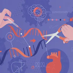 Illustration depicting DNA genetic engineering, purple background with white drawings of internal organs like liver, lung, kidney, brain, intestine, stomach and a red heart featuring two orange DNA helices being cut by labcoat-covered arms and hands, which are holding different instruments to cut the helices.