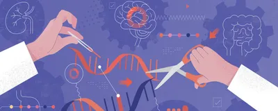 Illustration depicting DNA genetic engineering, purple background with white drawings of internal organs like liver, lung, kidney, brain, intestine, stomach and a red heart featuring two orange DNA helices being cut by labcoat-covered arms and hands, which are holding different instruments to cut the helices.