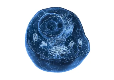 3D rendering of internal structure of an animal cell.