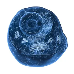 3D rendering of internal structure of an animal cell.